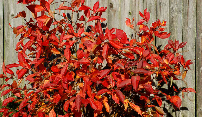 Shrubs With Red Leaves in a garden in califonia