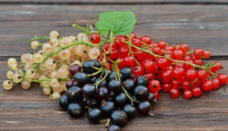 Harvested Currants