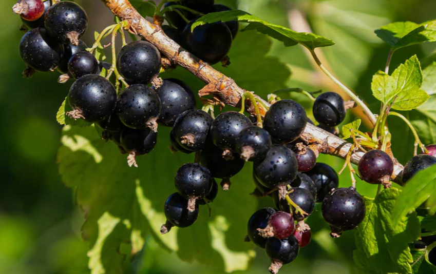 Zante Currant variety, the most popular currant