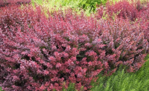 24 Types of Barberry Shrubs & How To Identify Them