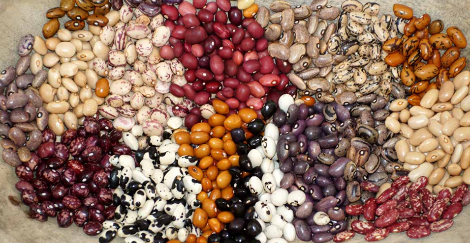 Different types of beans