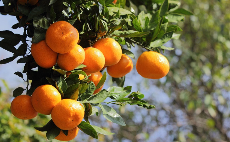Fresh Tangerines on a tree