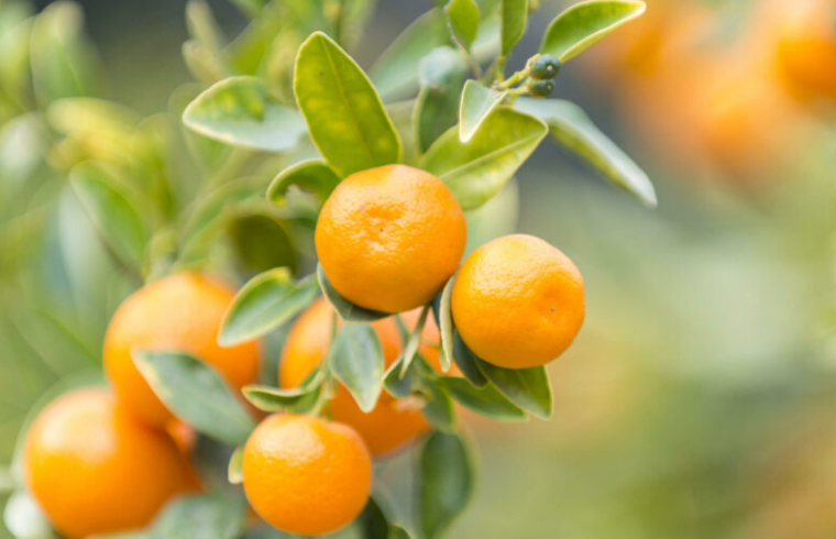 Tangerines in a garden in florida