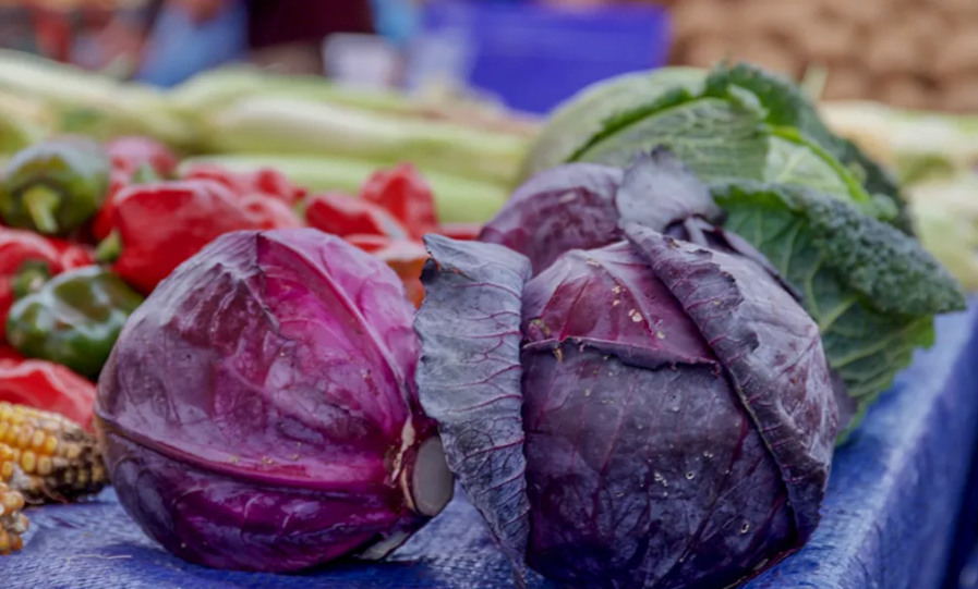 Harvested Purple Cabbage