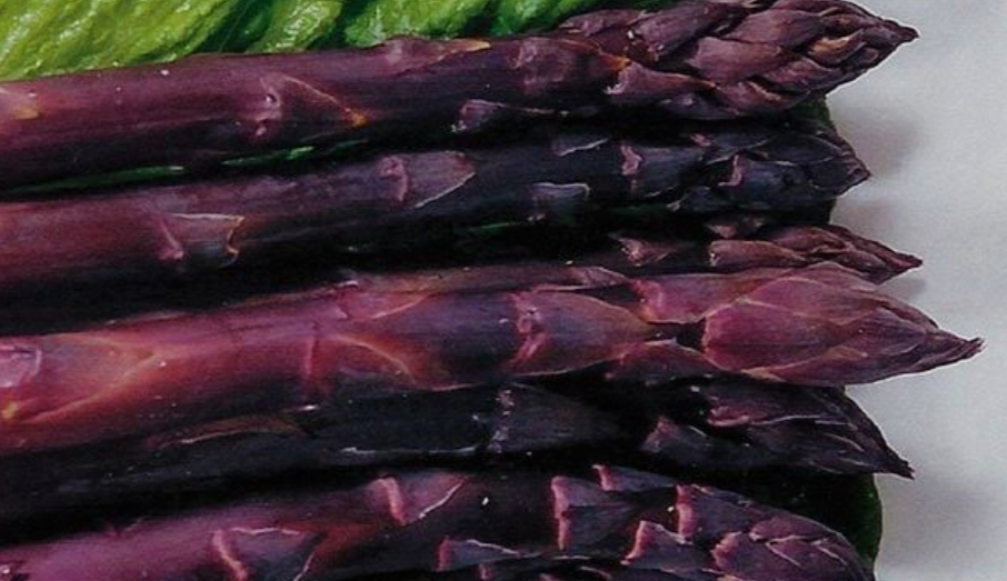 Harvested Purple Asparagus 