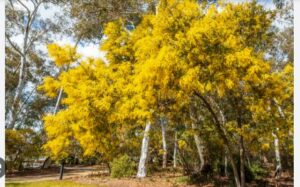 28 Most Popular Native Australian Trees - AMERICAN GARDENER