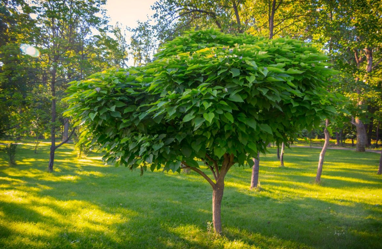 catalpa tree in ohio's  landscape