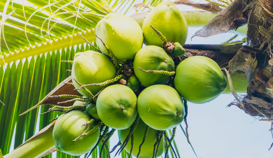 Coconuts on a tree in florida