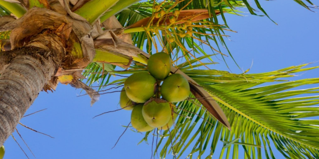 Mature Coconuts