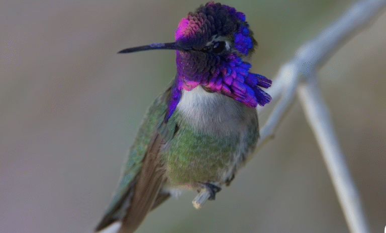 34 Types of Hummingbirds- (Identification Guide) - AMERICAN GARDENER
