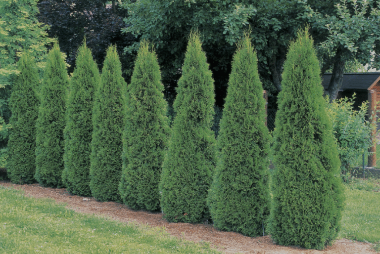 American Arborvitae (Thuja occidentalis): Facts & Care - AMERICAN GARDENER