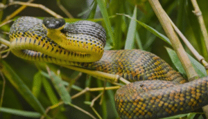 Image showcasing 30 Birds That Eat Snakes - Identification Guide - AMERICAN GARDENER
