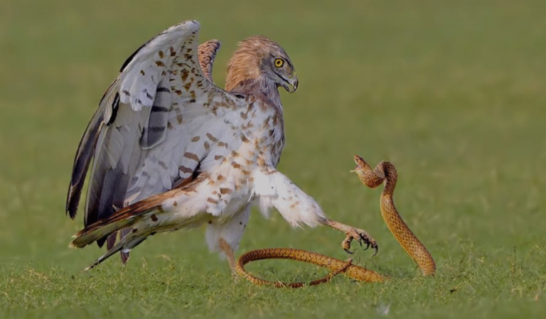 Image showcasing 30 Birds That Eat Snakes - Identification Guide - AMERICAN GARDENER