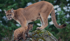 18 Types of Cougars - (Their Identifying Characteristics & Pictures