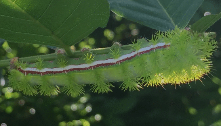 Io Moth Caterpillar (Automeris io): Identification, Life Cycle, Habitat ...