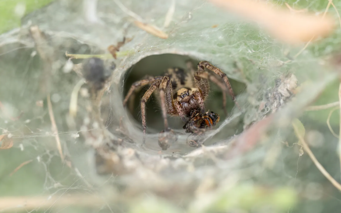 Spiders that make funnel