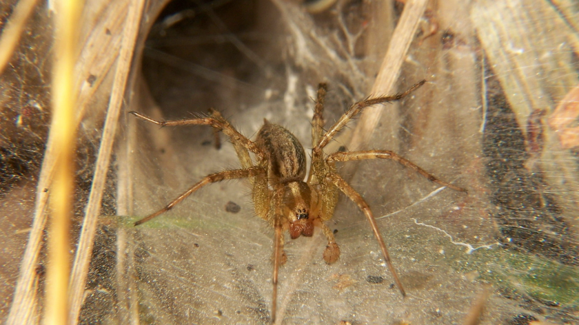 A spider coming out of the funnel web