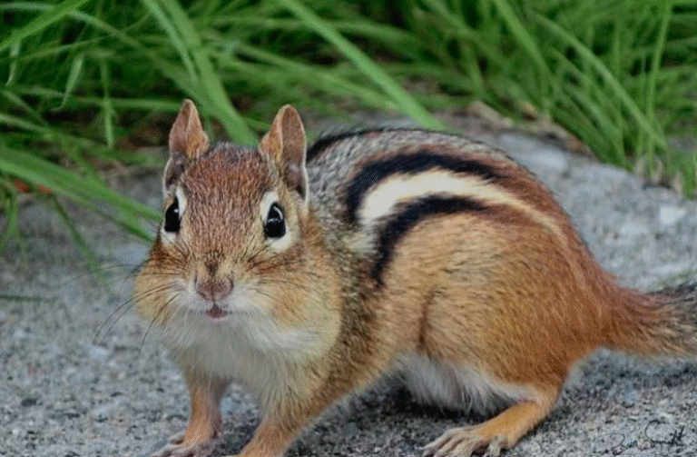 29 Types of Chipmunks - (Description, Facts & Pictures) - AMERICAN GARDENER