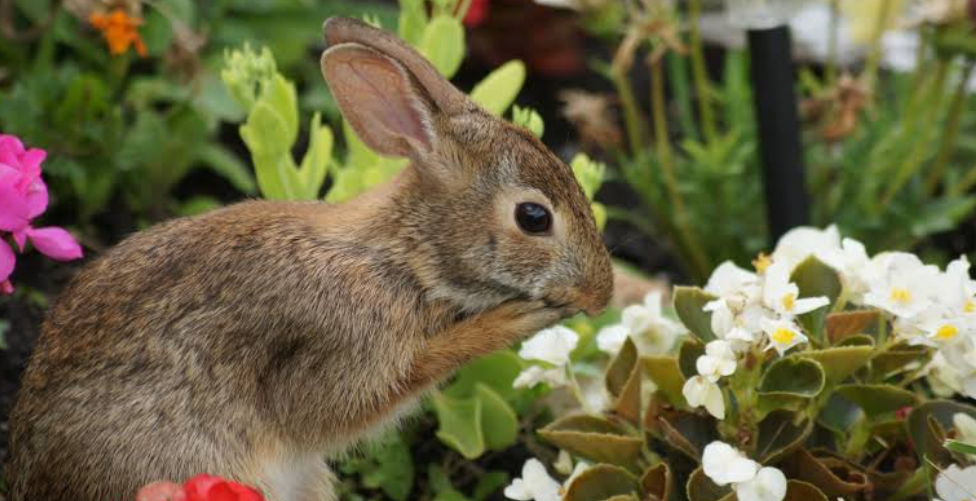 Rabbit in a flower garden