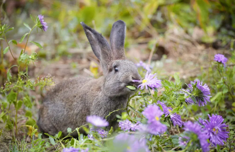 Rabbit In a Flower Garden