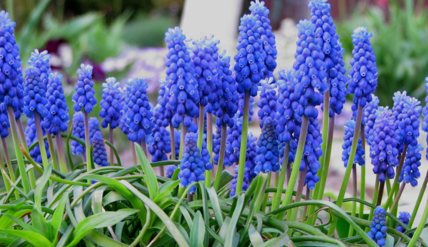 Hyacinth, growing beautifully in the yard