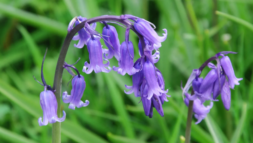 Bluebells flower in the garden