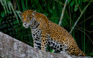 48 Animals That Live In The Rainforest Identification With Pictures 48-animals-that-live-in-the-rainforest-identification-with-pictures
