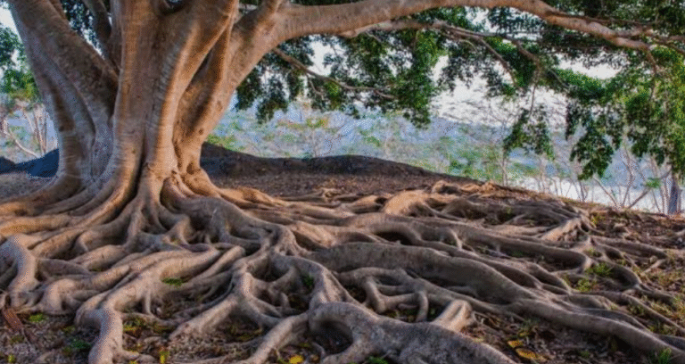 21 Trees With Invasive Roots - AMERICAN GARDENER