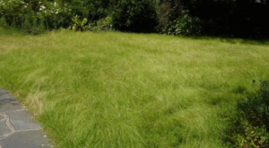 16 Lawn Grasses That Don't Need Mowing - AMERICAN GARDENER - Non-Toxic Grasses For Lawns