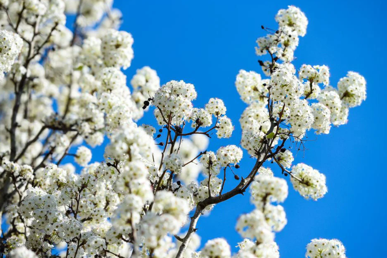 Bradford pear tree, the most unpleasant tree in the world