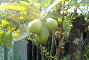 12 Fruit Trees that Grow Well In Clay Soil - AMERICAN GARDENER