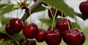 15 Fruit Trees that Can Grow In Maryland Climate - AMERICAN GARDENER