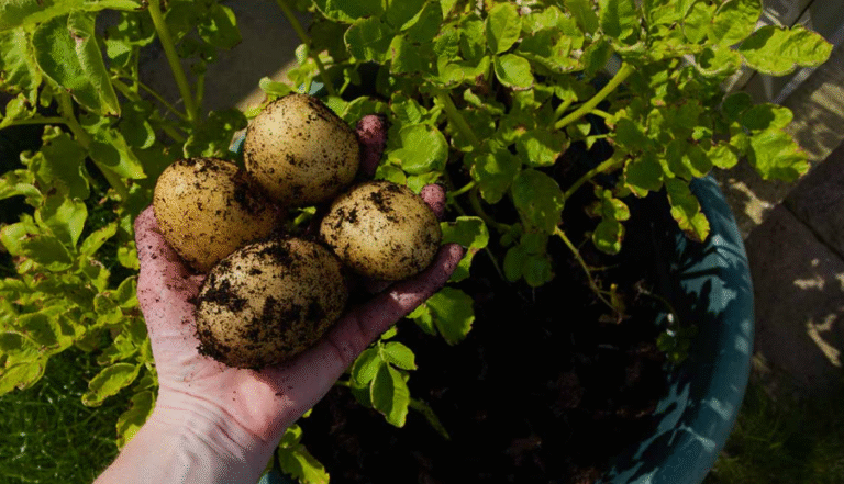 Container Potatoes Fall Back 12 Best Potatoes For Container Gardening - AMERICAN GARDENER