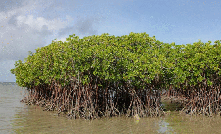 10 Trees that Grow in Saltwater - AMERICAN GARDENER