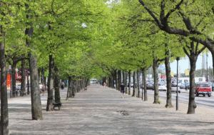 40 Best Trees For Roadside Planting - AMERICAN GARDENER