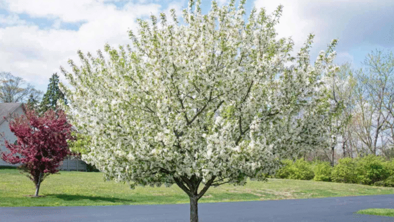 Large Short Tree 60 White Flowering Trees – (Large & Small Trees) - AMERICAN GARDENER