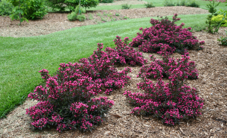Weigela shrubs in the landscape