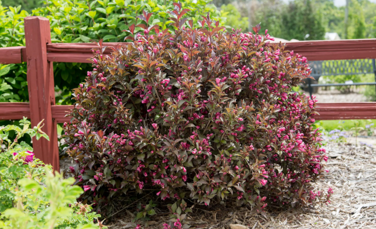Weigela Bush in the yard