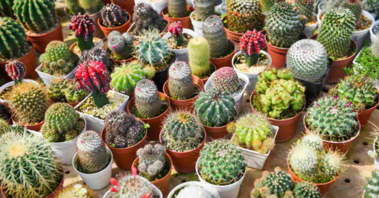 List of All Cactus Species - (With Pictures)