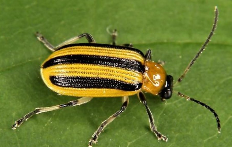 50 Types of Beetles - (Identification Guide, With Pictures)