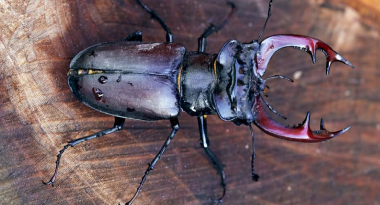 16 Types of Beetles With Pincers