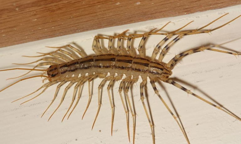 21 Bugs with Lots of Legs - Identification Guide