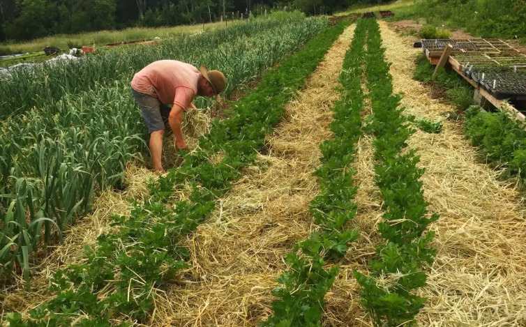 Weed Control