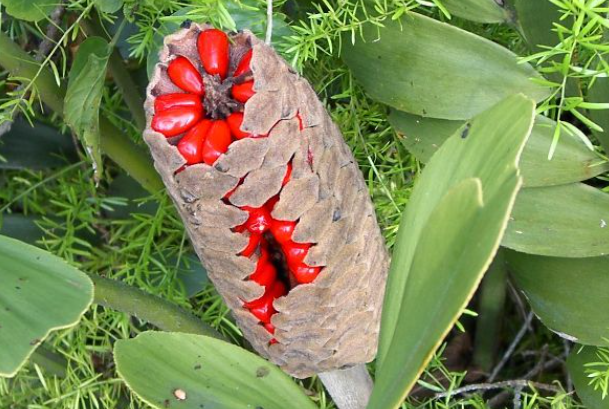 Plants with red seed pods 