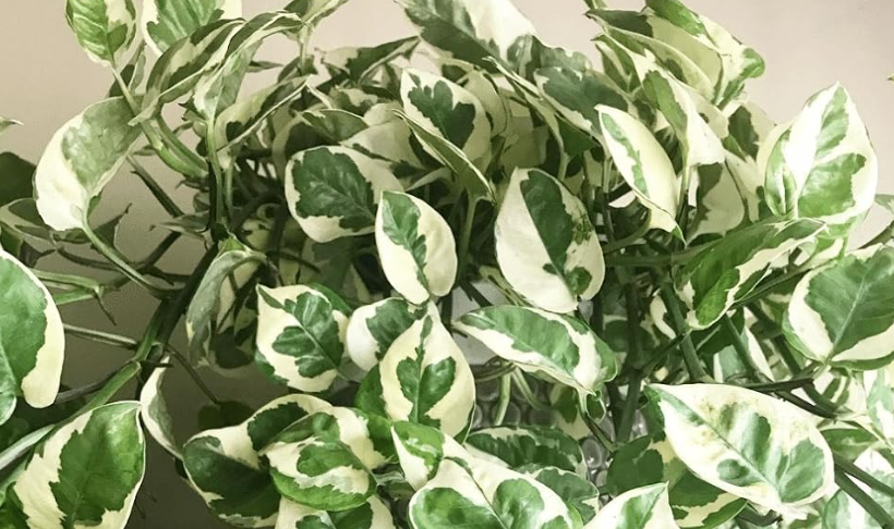 Plants With White Variegation