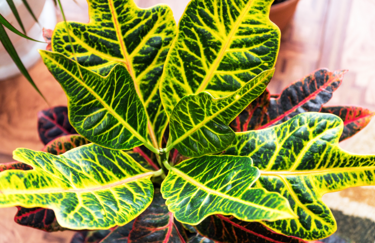 Plants with yellow and green leaves 