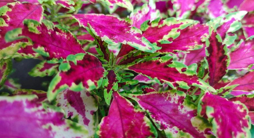 Plants with green and pink leaves