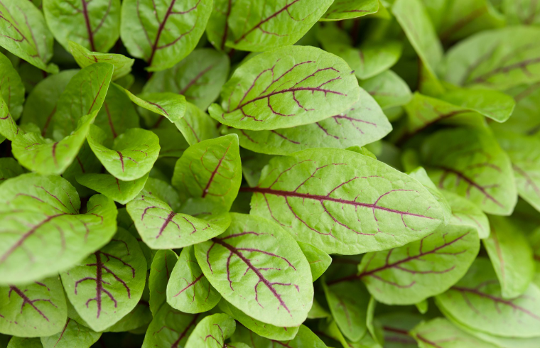 Plants with green leaves and red veins