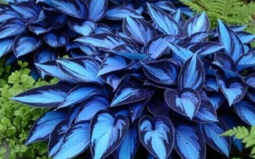 Hostas Plant With Blue and Black Leaves