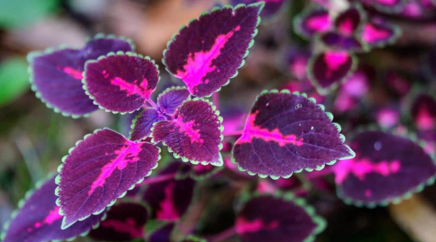 Plants with green and purple leaves